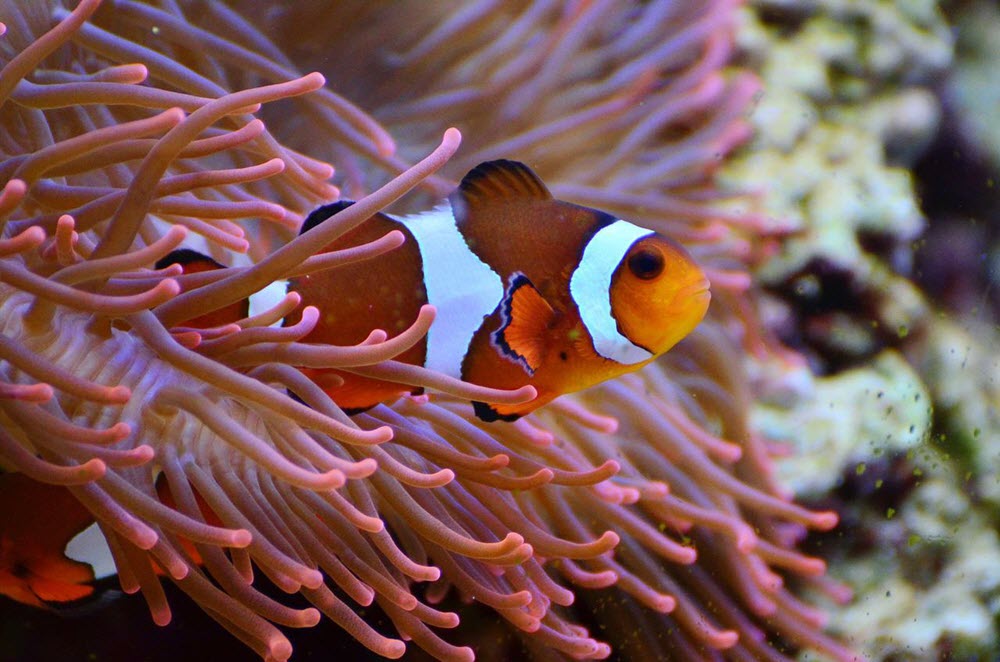 anemonefish - clown fish