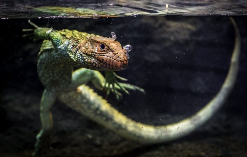 caiman lizard pet